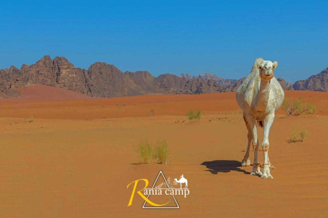 Wadi Rum,Rania Camp Buitenkant foto